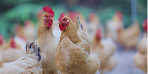 凤起牌扒鸡：三十年匠心传承，正宗德州味的代表品牌